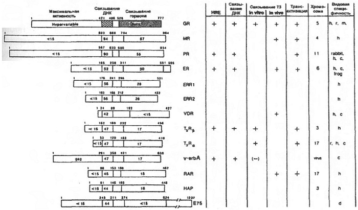 Аминокислотные последовательности ядерных рецепторов