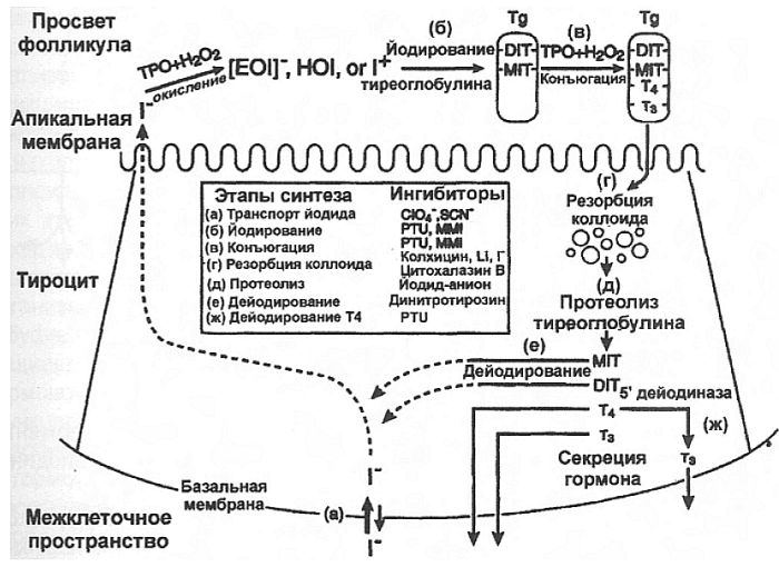 Синтез тиреоидных гормонов схема
