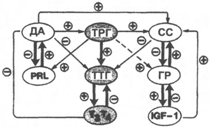 Взаимодействия между модуляторами тиротрофов