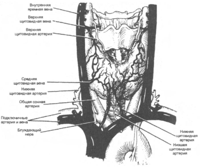 Кровоснабжение щитовидной железы
