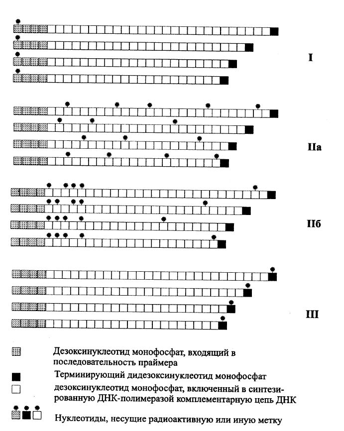 Мечение новосинтезируемой цепи ДНК