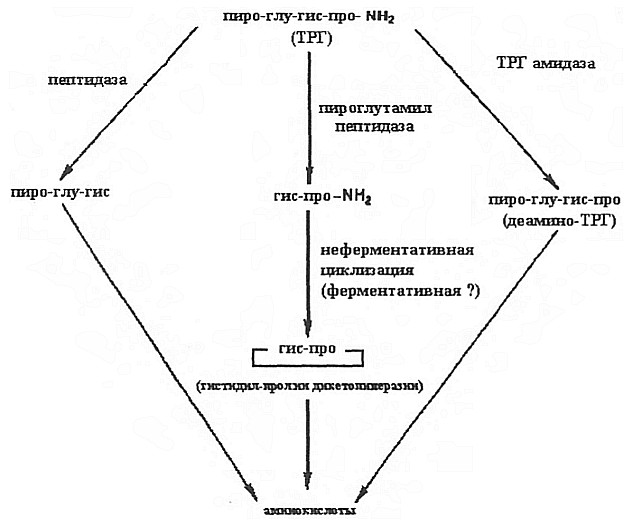 Метаболизм тиротропин-рилизинг гормона
