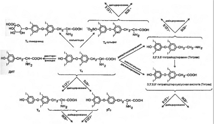 Метаболизм тироксина