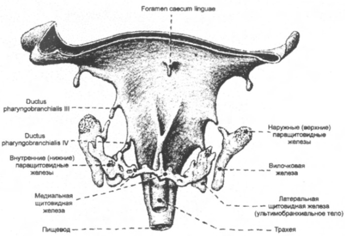 Модель глотки эмбриона