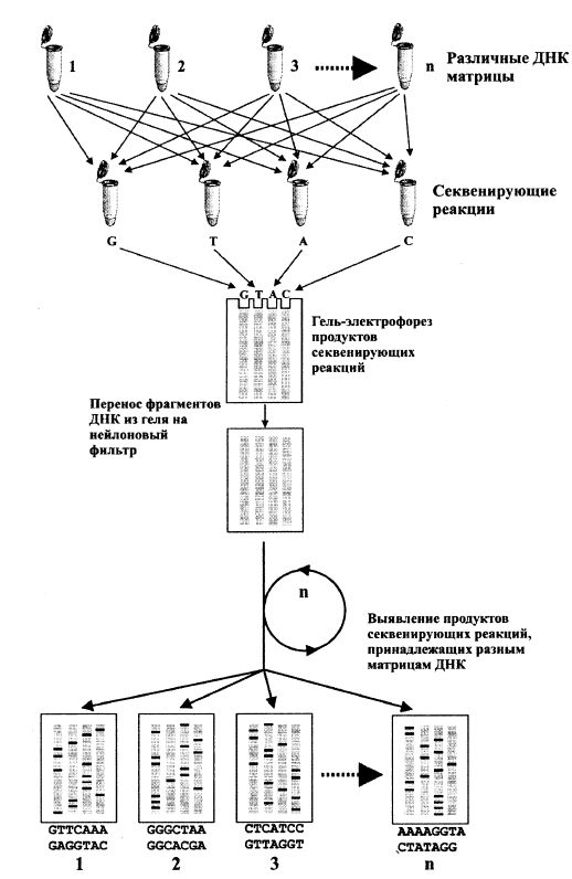 Мультиплексное секвенирование ДНК ферментативным методом