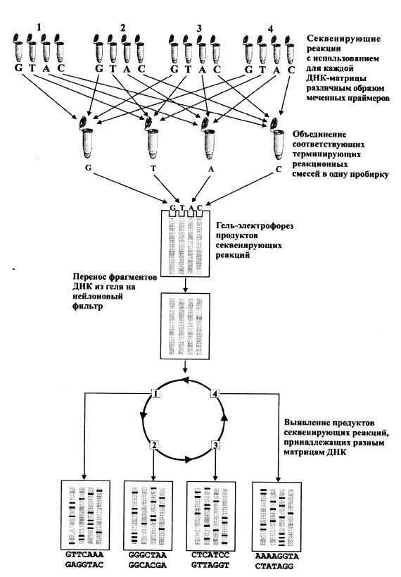 Мультиплексное секвенирование ДНК мультиплексным мечением