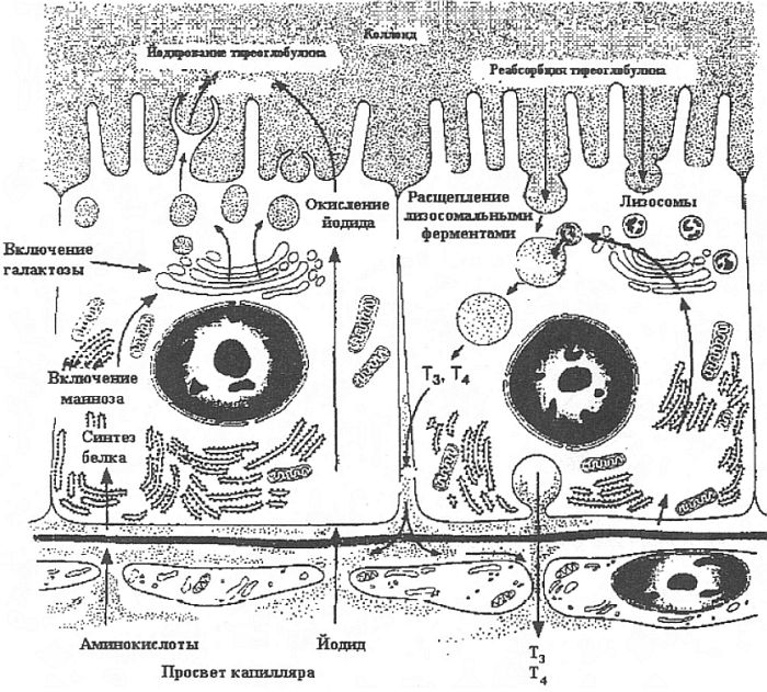 тиреоидных гормоны