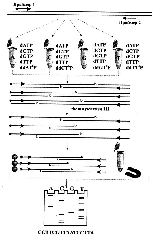 Определение нуклеотидной последовательности ДНК
