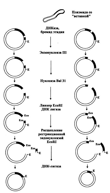 Получение однонаправленных субклонов ДНК, метод 1