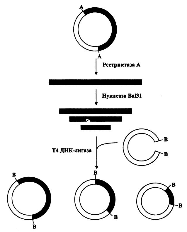 Получение двунаправленных субклонов ДНК, метод 1