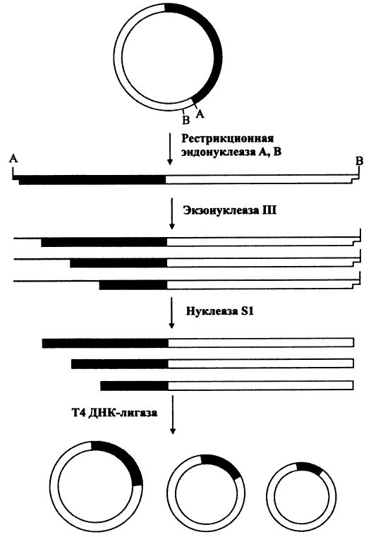 Получение однонаправленных делеционных вариантов, метод 1