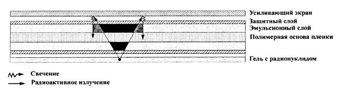 Радиоавтография с усиливающим экраном
