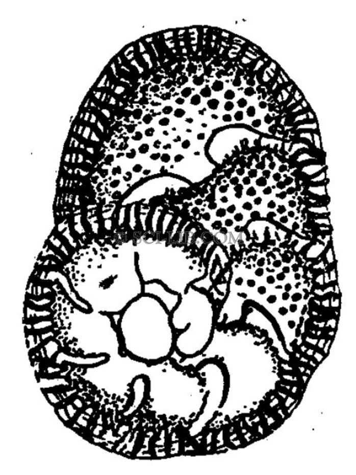 Раковина Cibicides lobatulus (Wa1ker et Jасоb)