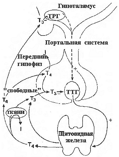 Регуляция в гипоталамо-гипофизарно-тиреоидной оси