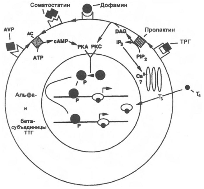 Регулирование синтеза тиреотропного гормона
