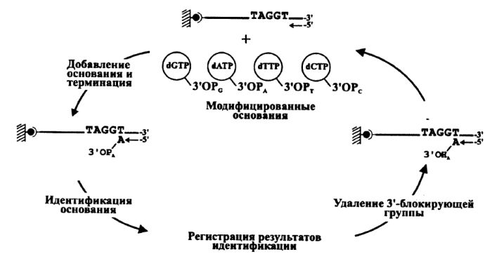 Секвенирование ДНК BASS-способом