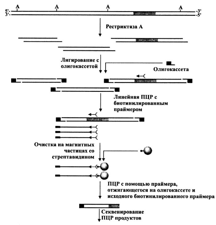 Секвенирование участков ДНК