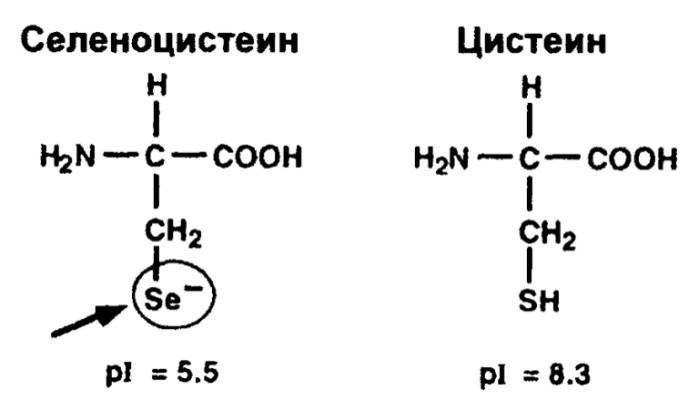 Селеноцистеин и цистеин