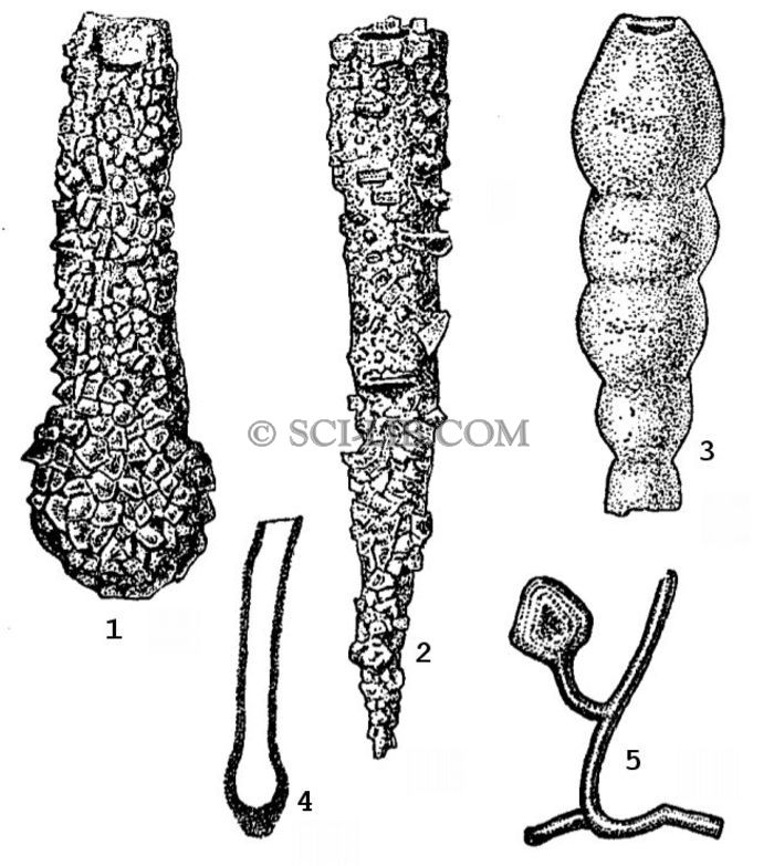 Семейство Hyperamminidae