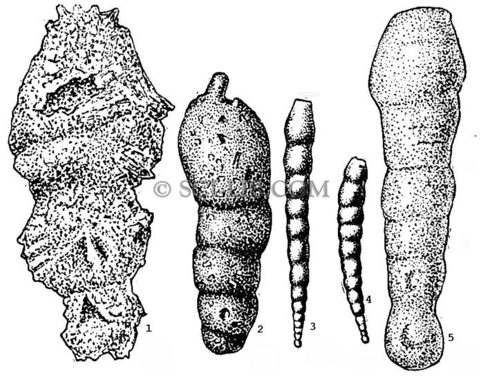 Семейство Reophacidae