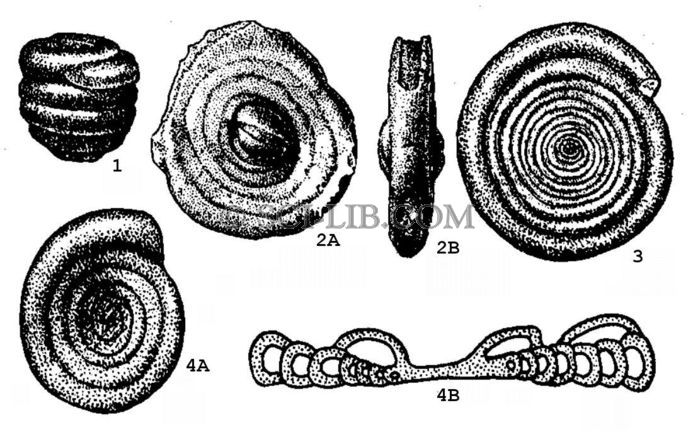 Семейство Ammodiscidae (подсемейство Ammodiscinae)