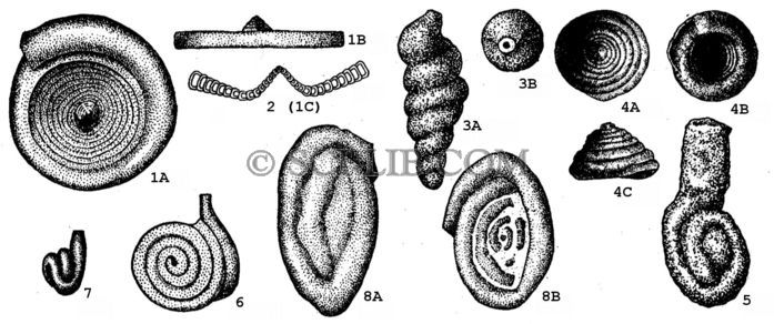 Семейство Ammodiscidae (подсемейство Аmmоdisсinae)