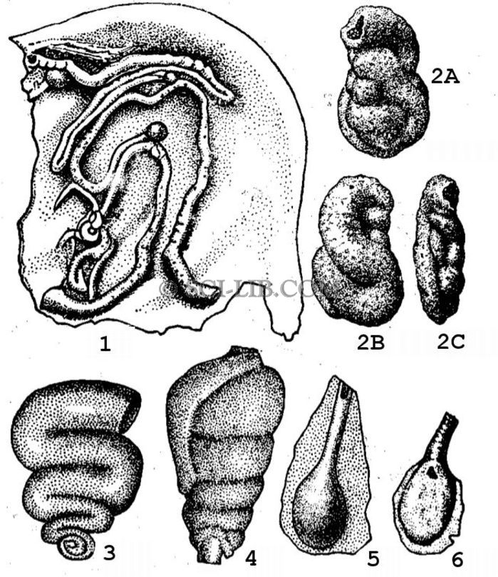 Семейство Ammodiscidae (подсемейство Tolypammininae)