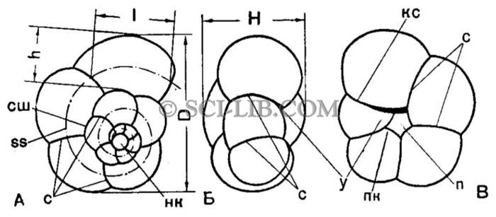 Спирально-коническая раковина Globigerinidae