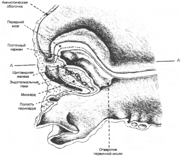Срединно-сагиттальная модель эмбриона