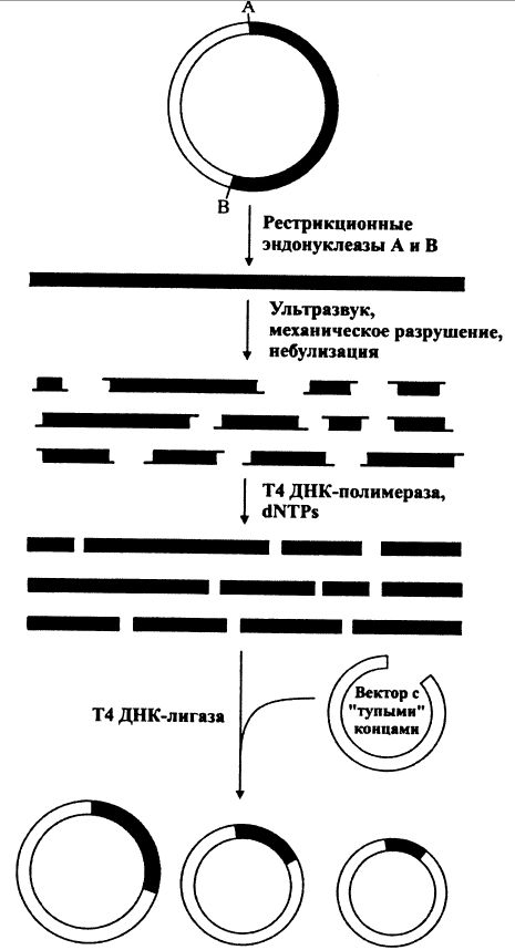 Стратегия получения субклонов  фрагмента ДНК, метод 3