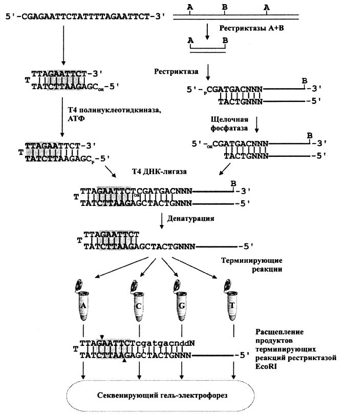 Стратегия секвенирования рестриктазных фрагментов ДНК