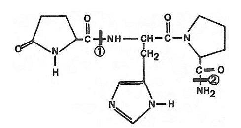 Структура тиротропин-рилизинг гормона
