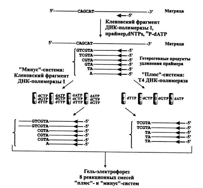 Схема секвенирования ДНК "плюс-минус"-методом