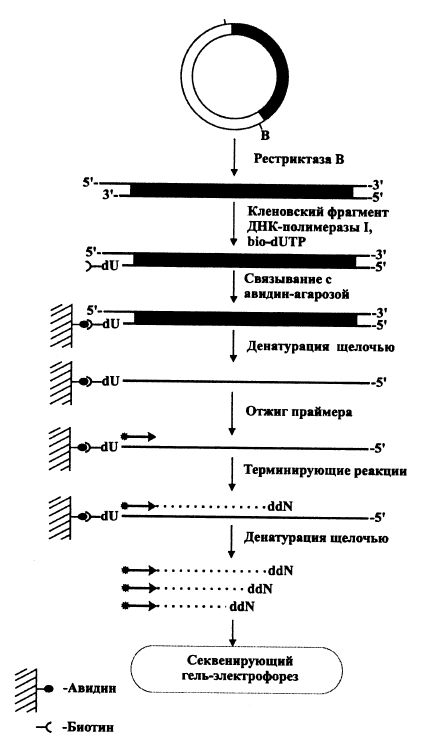 Схема твердофазного секвенирования ДНК