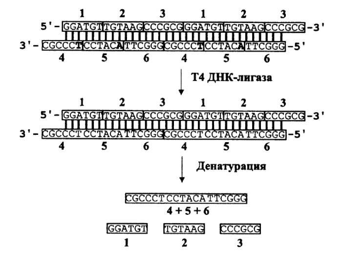 Схема формирования праймера