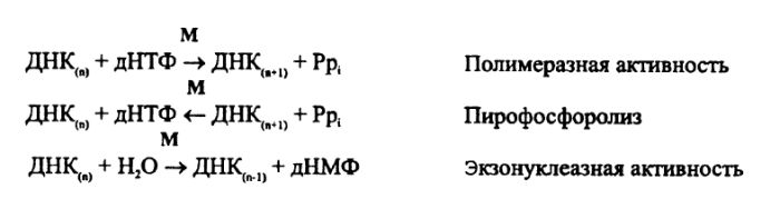 Схема полимеразной активности
