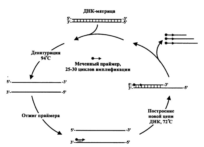 Схема циклического секвенирования ДНК