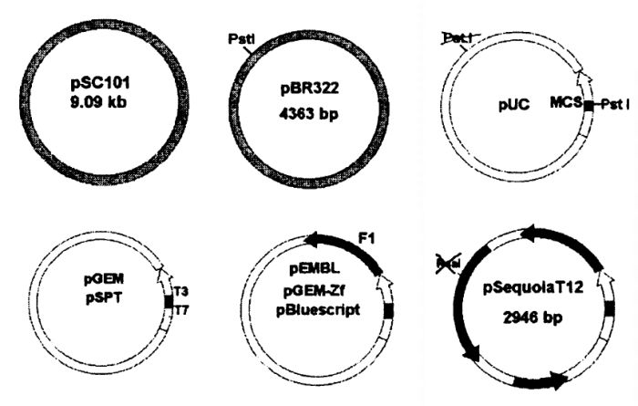 Схема развития плазмидных векторов