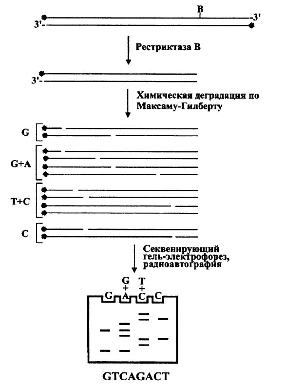 Схема секвенирования ДНК химической деградацией