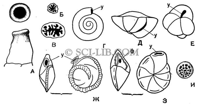 Типы устья у фораминифер