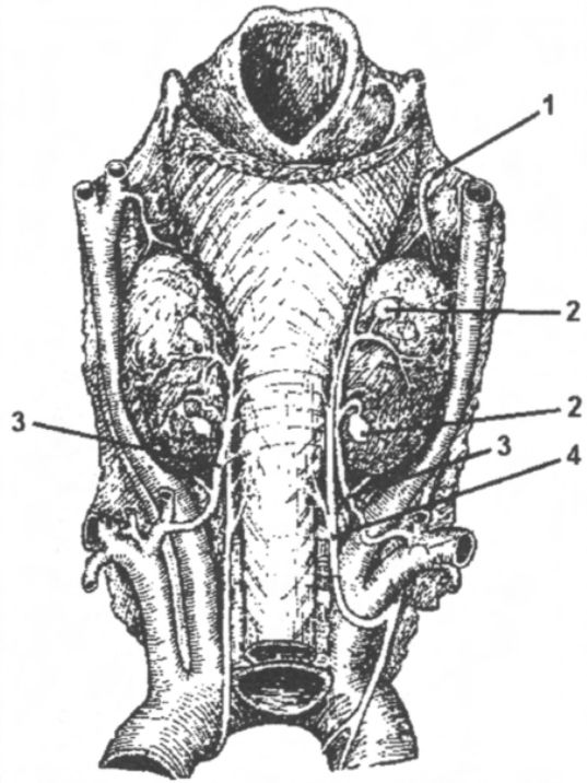 Топография сосудов и нервов щитовидной железы