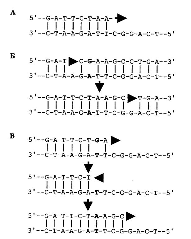Ферментативное действие ДНК-полимеразы