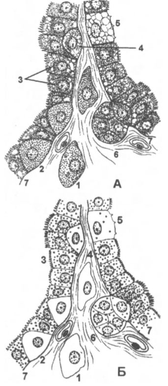 Фолликулярные и парафолликулярные клетки в щитовидной железе