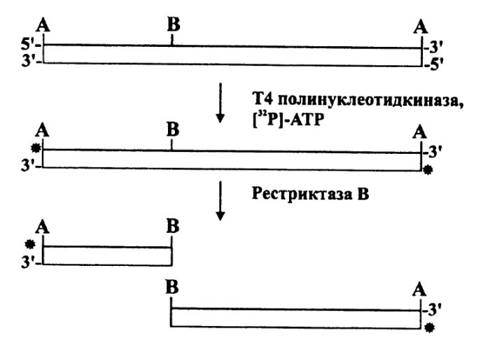 Фрагменты ДНК, меченных по одному концу