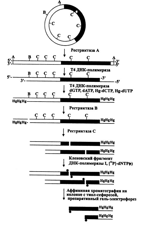 Фрагменты ДНК, меченных фракционированием