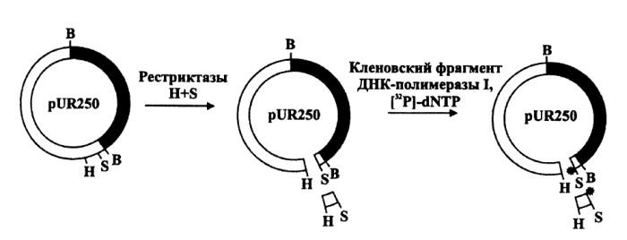 Фрагменты ДНК, меченных после клонирования