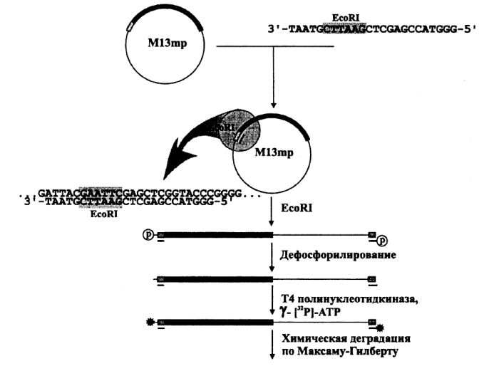 Фрагменты ДНК, на основе фага М13