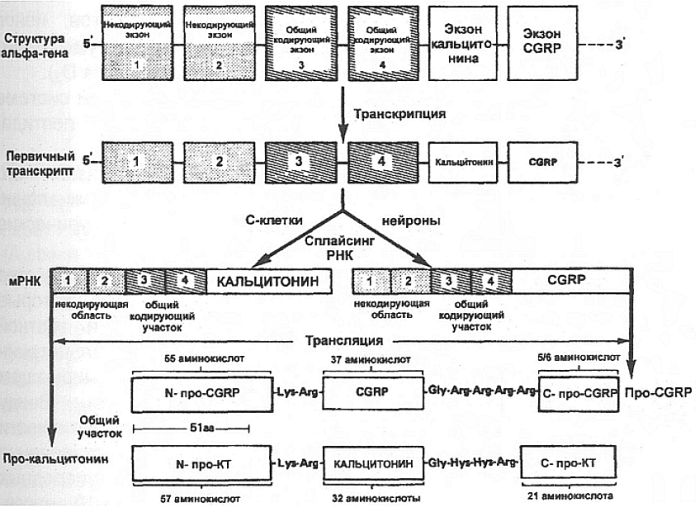 Экспрессия кальцитонин/CGRP гена