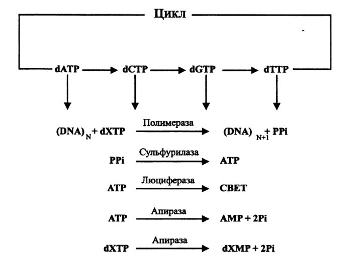 Этапы пиросеквенирования ДНК