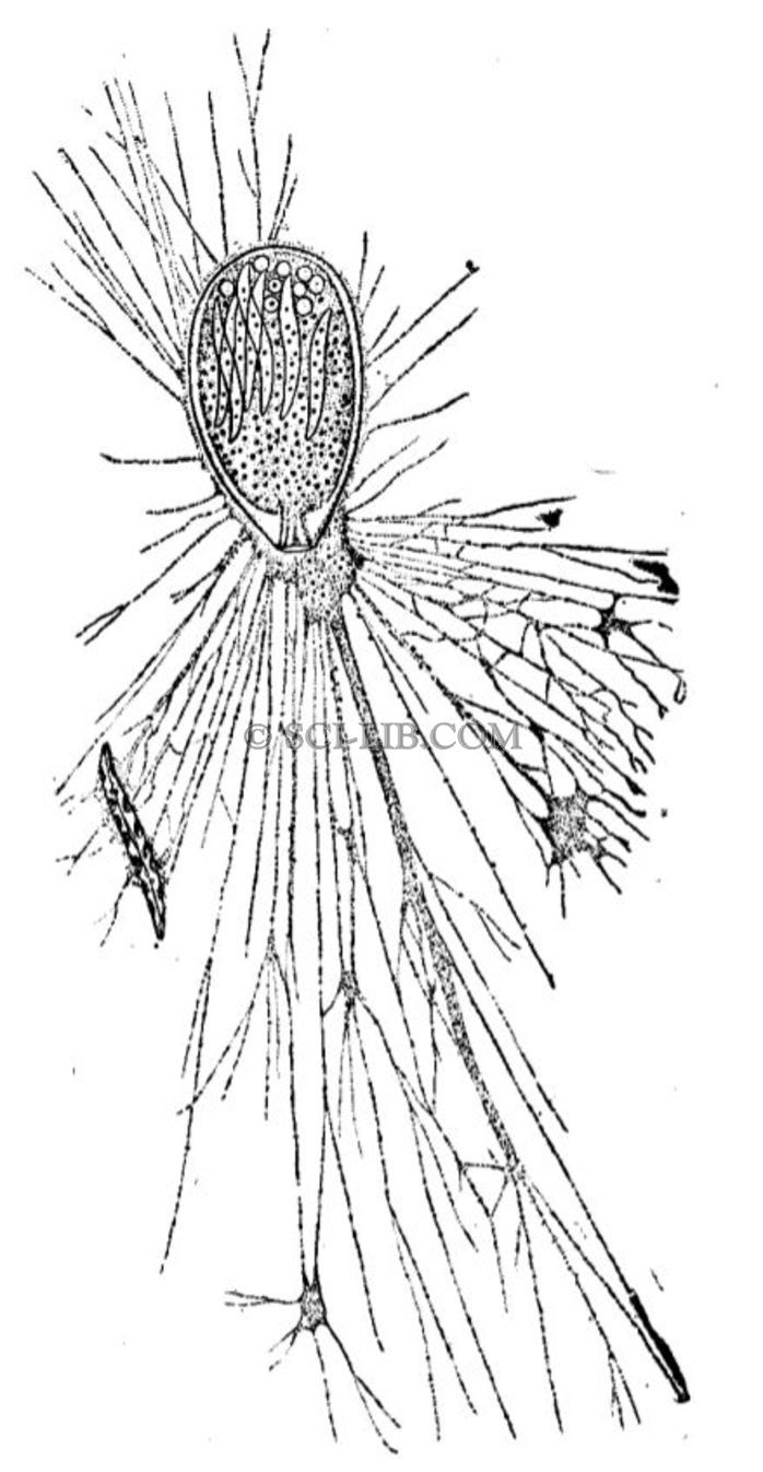 Allogromla ovoidea Rhumbler